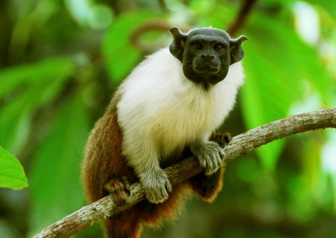 Ações de proteção ao sauim-de-coleira vão reduzir ameaça de extinção