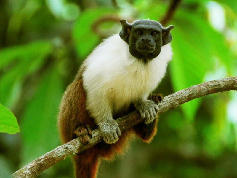Ações de proteção ao sauim-de-coleira vão reduzir ameaça de extinção