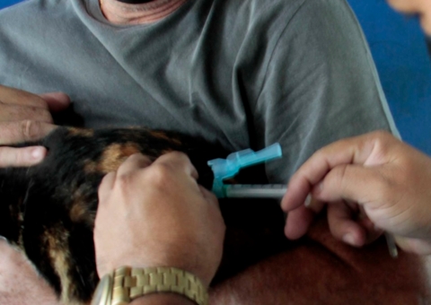 Vacinação antirrábica é ampliada aos sábados em Manaus