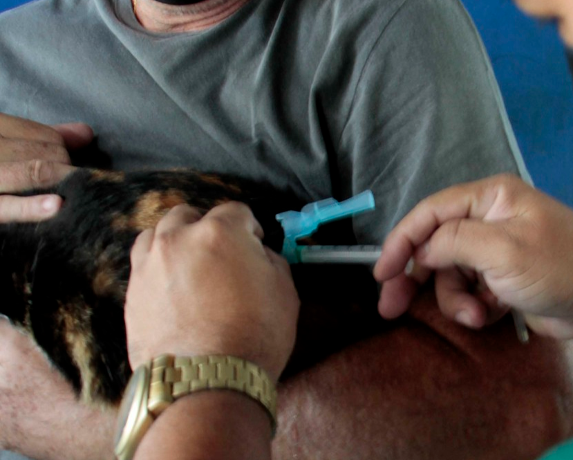 Vacinação antirrábica é ampliada aos sábados em Manaus