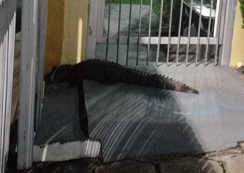 Vídeo: jacaré é resgatado na porta de condomínio em Manaus 