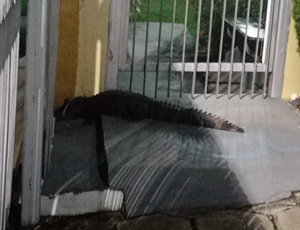 Vídeo: jacaré é resgatado na porta de condomínio em Manaus 