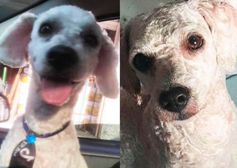 Família oferece recompensa para encontrar cão desaparecido