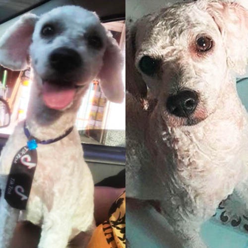 Família oferece recompensa para encontrar cão desaparecido