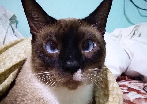 Tutora pede ajuda para custear tratamento de gato com complicações nos rins