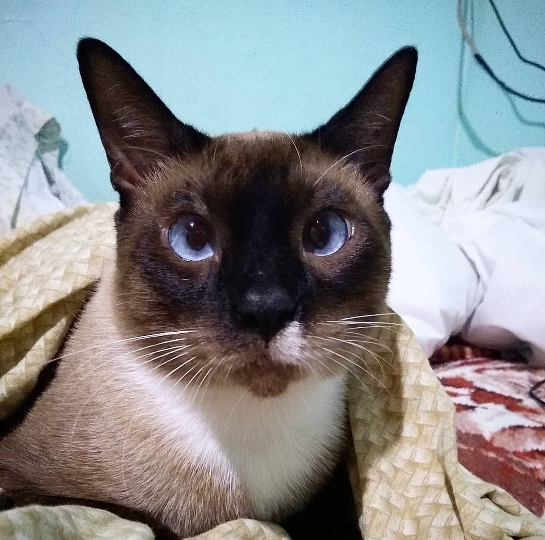 Tutora pede ajuda para custear tratamento de gato com complicações nos rins