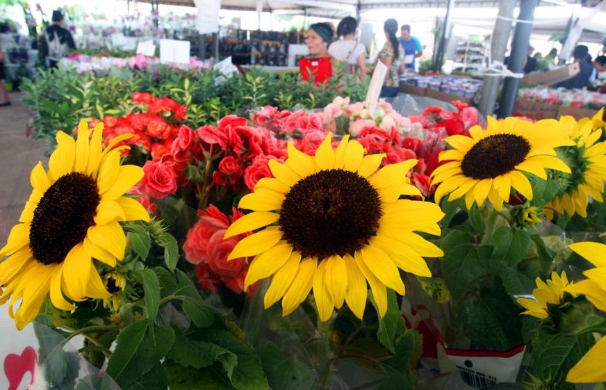 Manaus recebe Festival de Flores de Holambra neste sábado