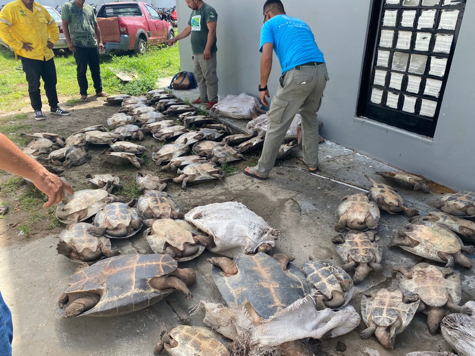 Homem é preso com mais de 80 tartarugas que seriam vendidas no Amazonas