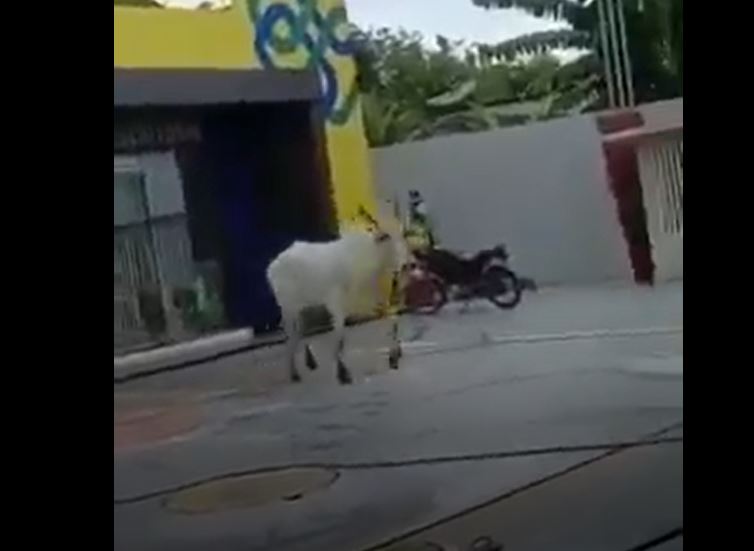 Confusão: Vídeo mostra momento em que boi fujão invade loja no Amazonas 
