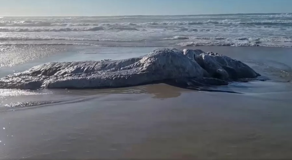 'Monstro marinho' é encontrado em praia nos Estados Unidos