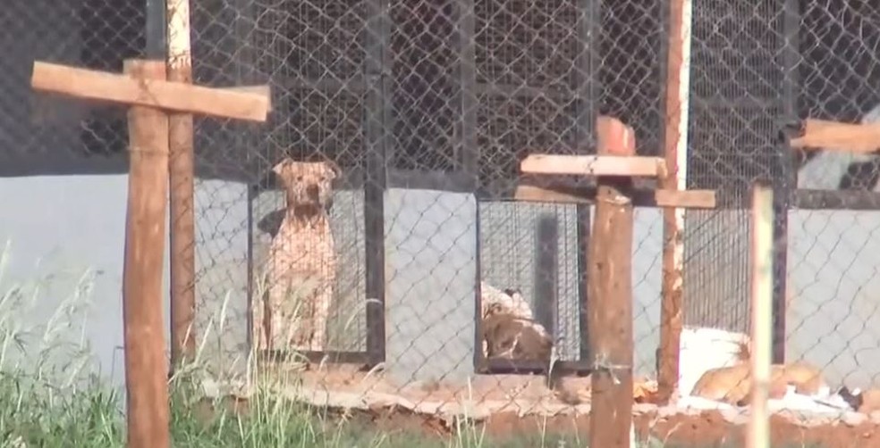 Mulher morre atacada por pitbulls ao visitar namorado em sítio