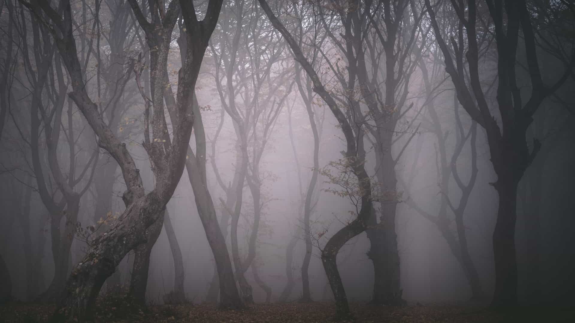 ‘Floresta amaldiçoada’ tem vários desaparecimentos e aparição de OVNI’s