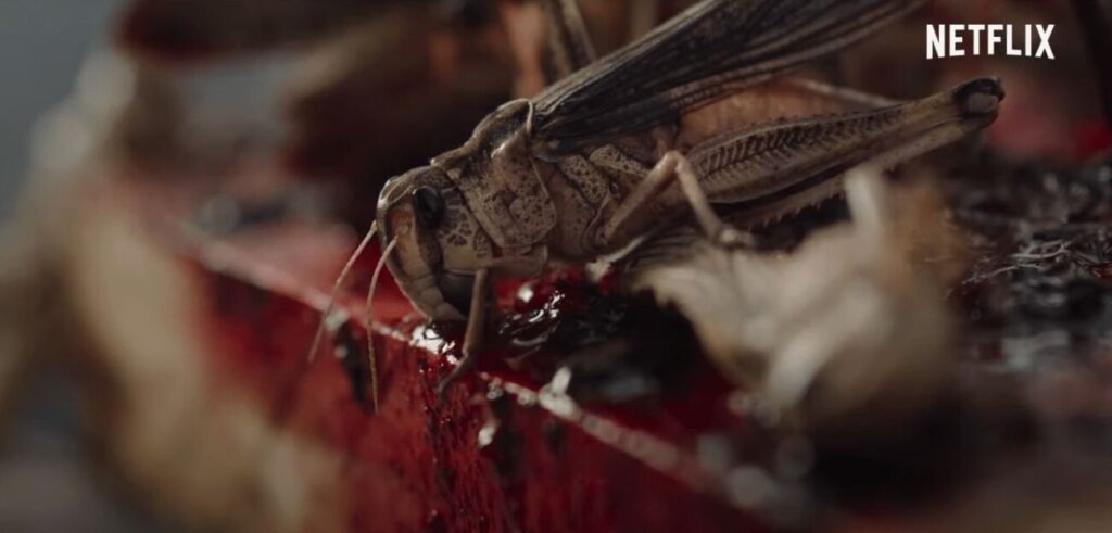 The Swarm: Gafanhotos assassinos atacam no trailer do terror da Netflix