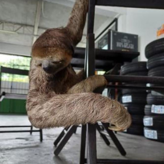 Funcionários encontram bicho-preguiça dentro de loja na Cidade Nova