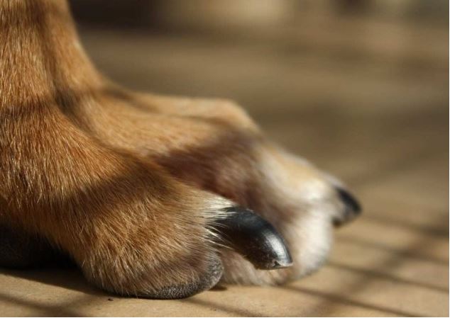 Funcionária de residência tem braço amputado após ser mordida por cão