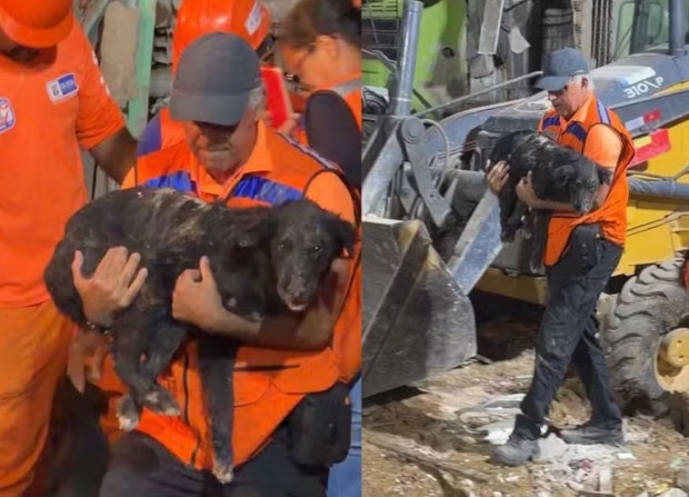 Explosão: Cachorro sobrevive por 36 horas sob escombros de casas em Olinda