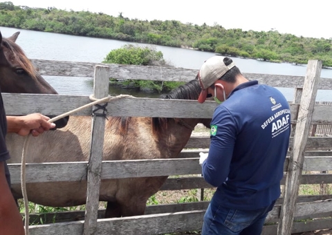 Adaf desinterdita propriedades que tinham foco de doença que afeta cavalos