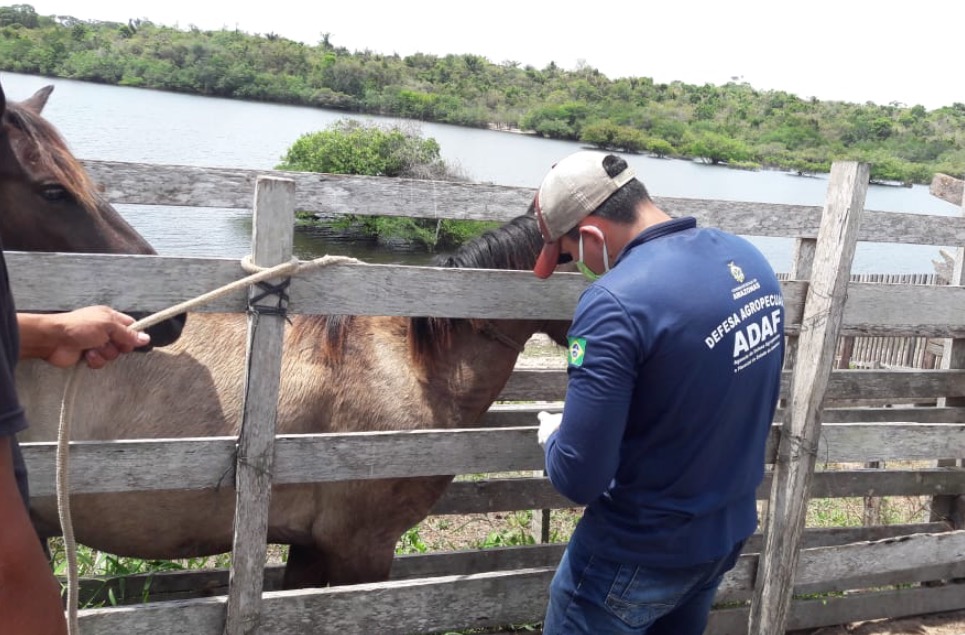 Adaf desinterdita propriedades que tinham foco de doença que afeta cavalos