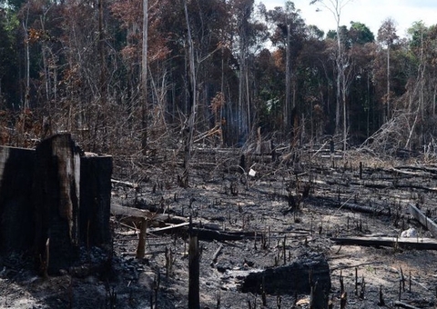 AGU cobra na Justiça R$ 893 milhões de desmatadores da Amazônia