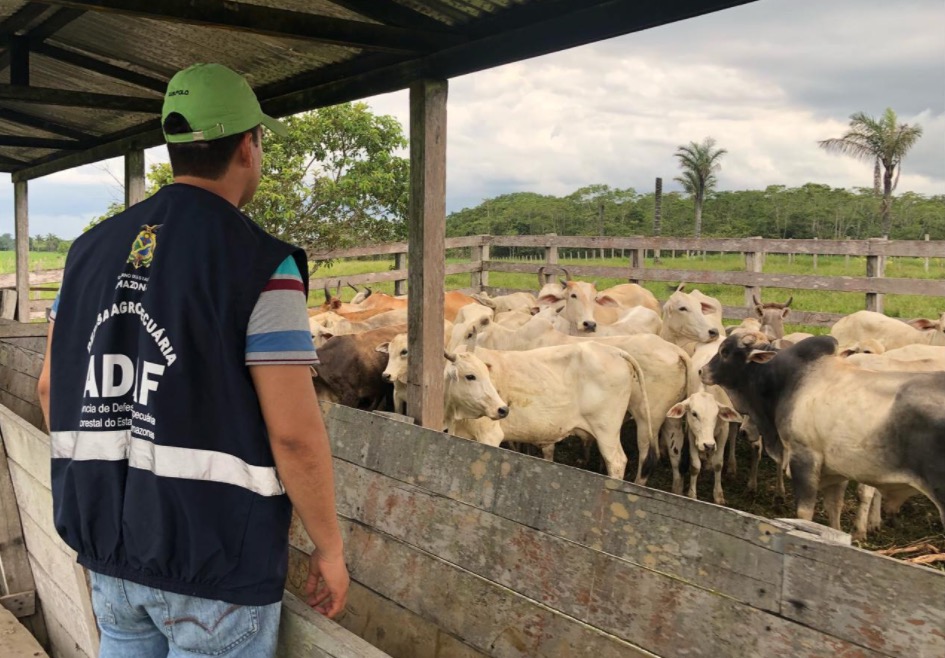 Amazonas encerra dia 15 segunda etapa da campanha contra febre aftosa