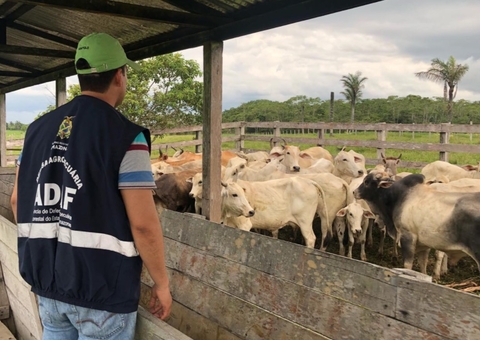Amazonas encerra dia 15 segunda etapa da campanha contra febre aftosa