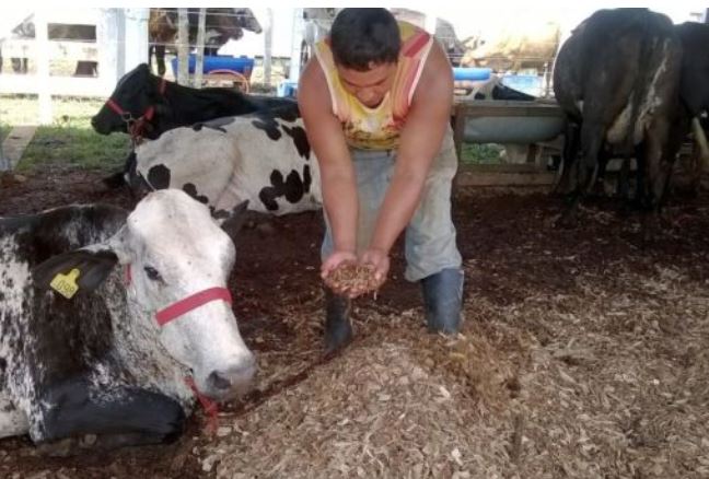 Virtual: Feira agropecuária do Amazonas começa na segunda-feira, dia 28