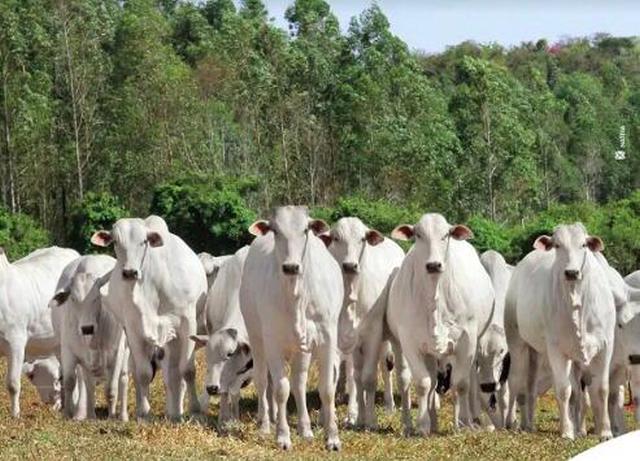 Expoagro digital tem mais de 200 animais em exposição