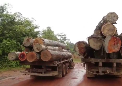 Agentes do ICMBio desbaratam roubo de madeira e são recebidos com tiros no AM