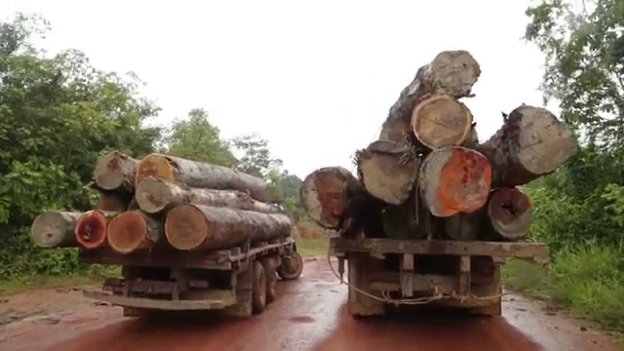 Agentes do ICMBio desbaratam roubo de madeira e são recebidos com tiros no AM