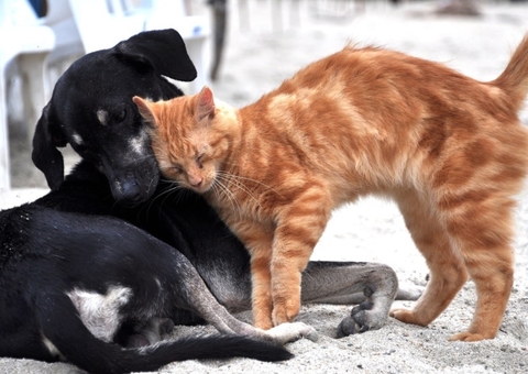 PL que proíbe sacrifício de cães e gatos saudáveis é aprovado no Amazonas