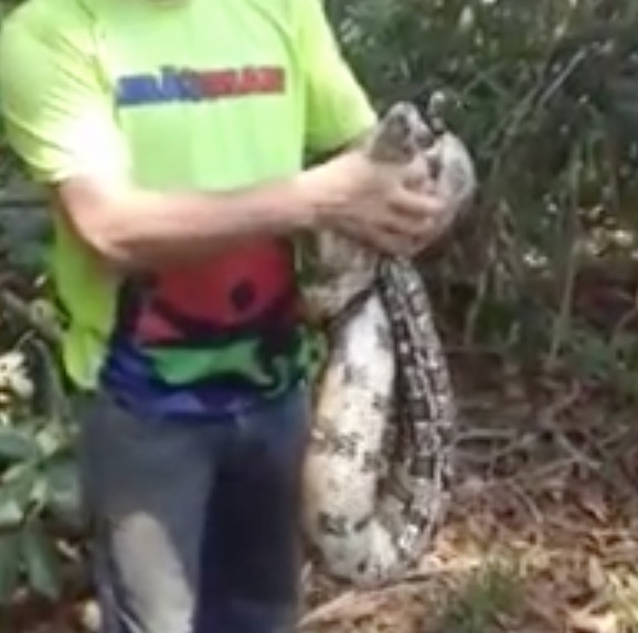 Cobra dentro de secretaria municipal assusta trabalhadores no Amazonas 