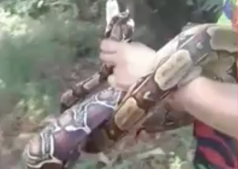 Cobra dentro de secretaria municipal assusta trabalhadores no Amazonas 