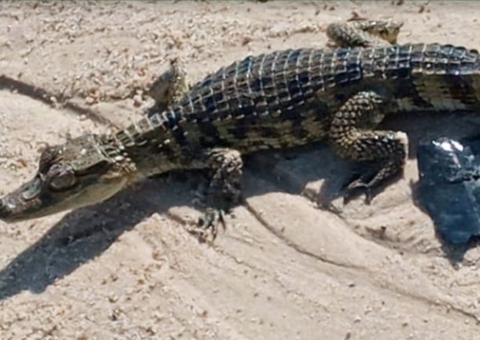 Polícia resgata jacaré caçado no rio Tarumã, em Manaus 