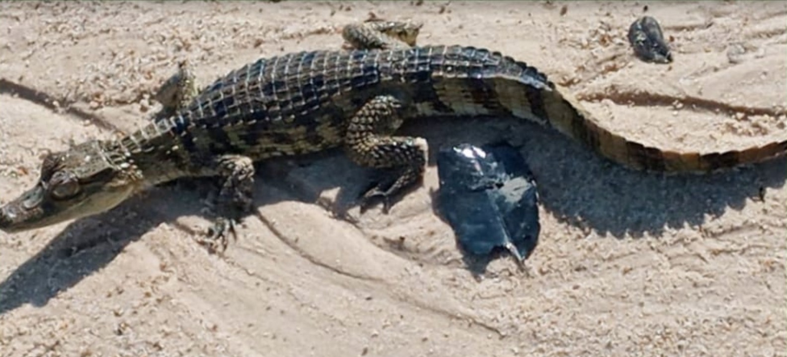 Polícia resgata jacaré caçado no rio Tarumã, em Manaus 
