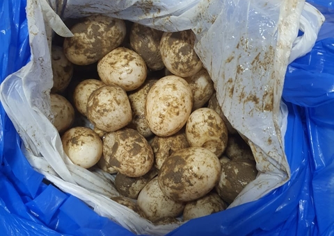 Polícia apreende 100 ovos de tracajá durante fiscalização no Amazonas 