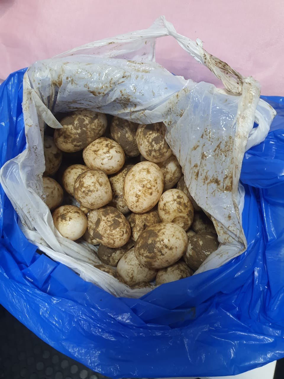 Polícia apreende 100 ovos de tracajá durante fiscalização no Amazonas 