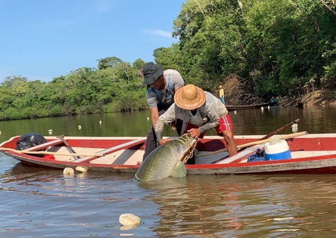 Criação de peixe tem nova norma e dá benefícios no Amazonas