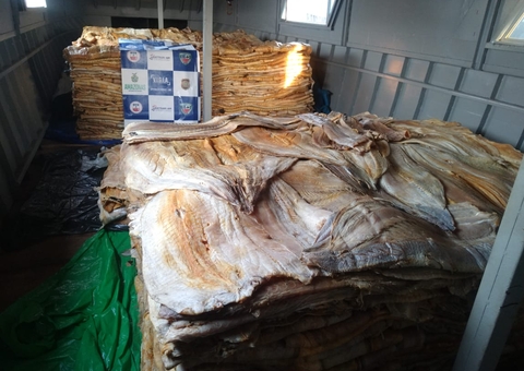 8 t de pirarucu e 300 Kg de carne de jacaré são apreendidos no Amazonas