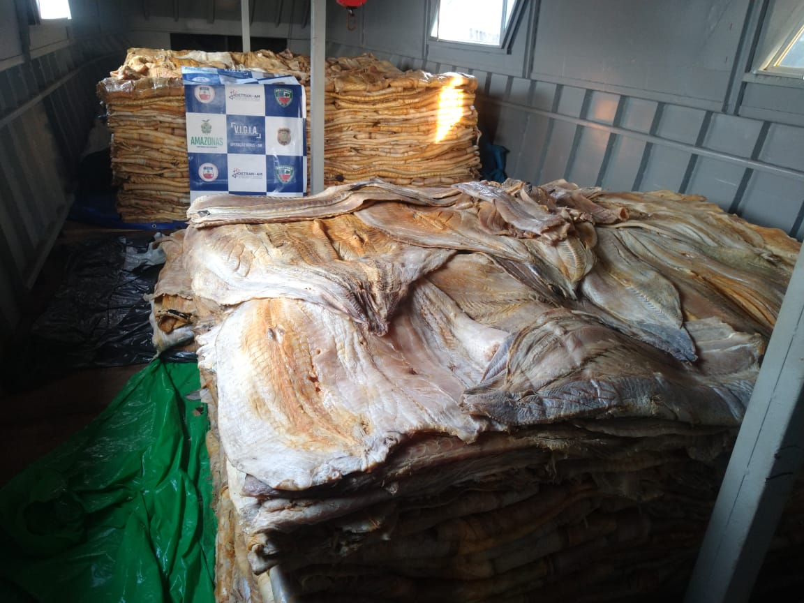 8 t de pirarucu e 300 Kg de carne de jacaré são apreendidos no Amazonas