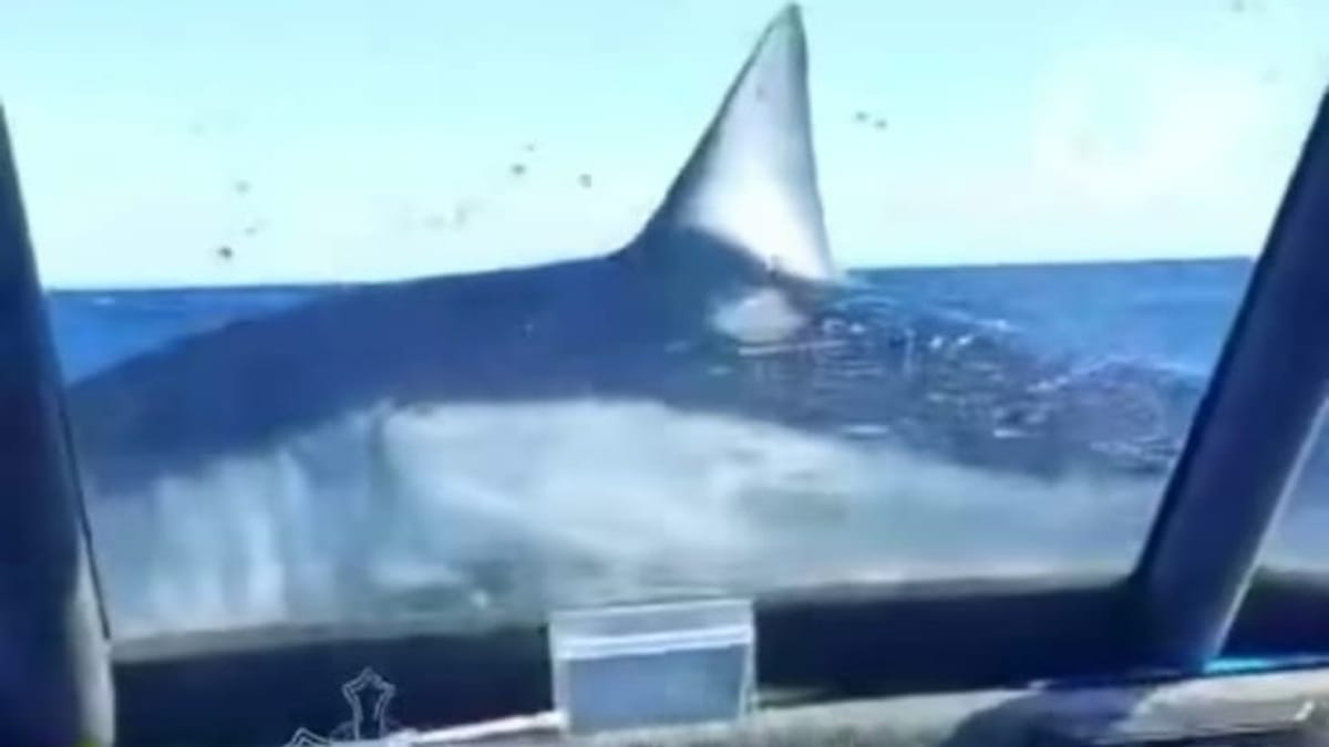 Tubarão salta para dentro de barco e deixa passageiros em pânico; vídeo