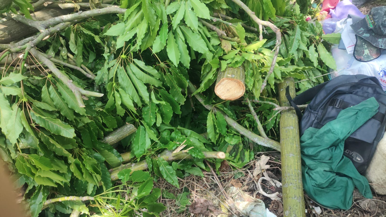Dupla é detida após derrubar 15 árvores no Educandos