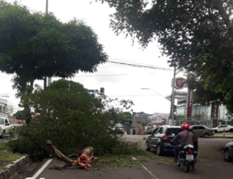 Árvore tomba e complica trânsito em avenida de Manaus