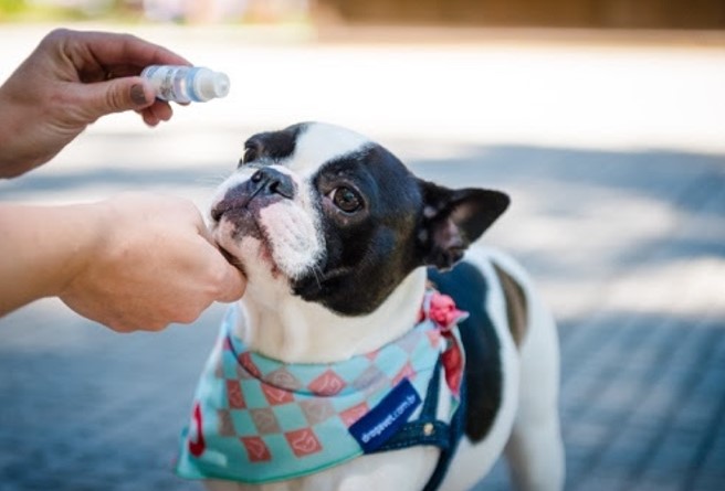 Mês da Saúde Ocular: pets também sofrem com doenças oftálmicas