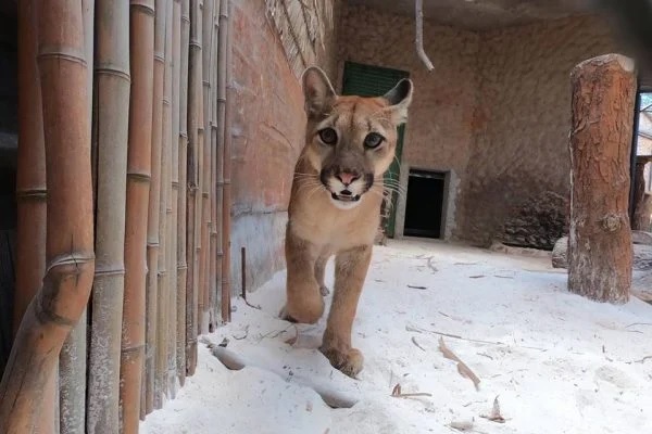 Onça Loki foge de jaula, e zoológico de Brasília é evacuado e fechado