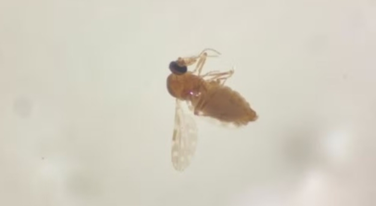 Antes restrita à Amazônia, febre oropouche se espalha pelo país