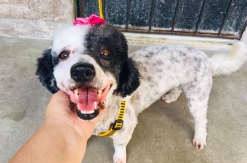 Família pede ajuda para encontrar cadela que desapareceu no Mutirão