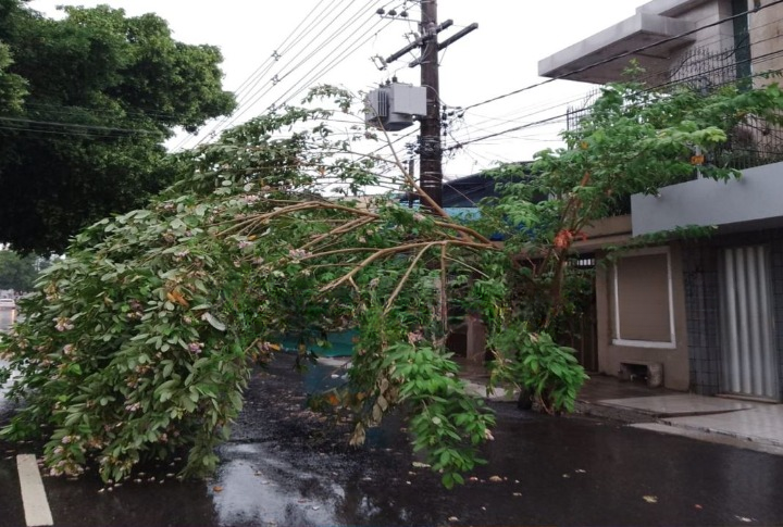 Árvore tomba durante chuva e interdita rua em Manaus