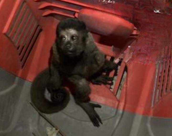 Macaco-barrigudo ferido é resgatado na avenida Torquato Tapajós