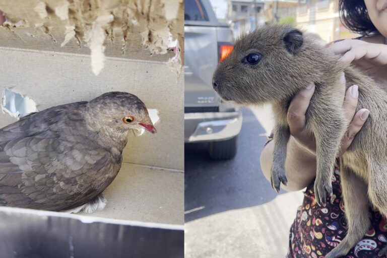 Filhote de capivara é resgatado após ser vendido por R$ 20 em Manaus