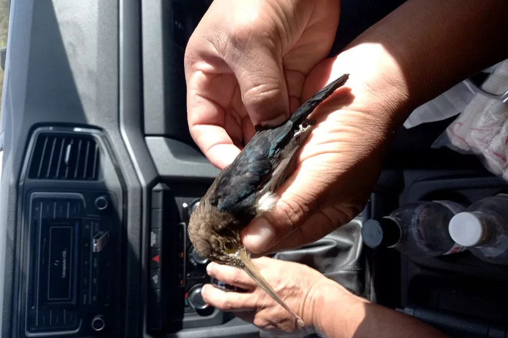 Motociclista tem garganta perfurada por pássaro em estrada